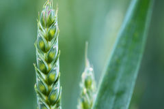 Agriculture Services