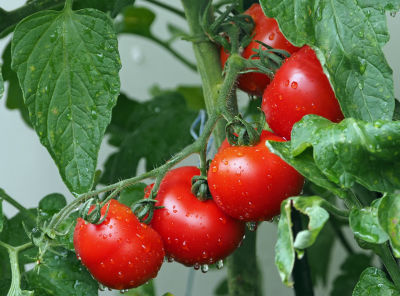 Daksh Kisan